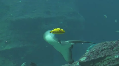Short-tail stingray joins yellow pufferfish in large aquarium habitat Stock Footage 233355552