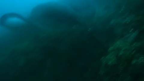 Short-tail stingray or smooth stingray Stock Footage 96710694