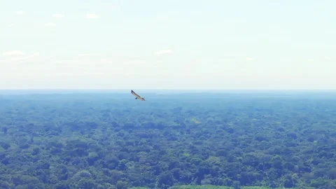 Short-tailed Hawk Close-Up in Flight Above Amazon Rainforest in Tambopata, Stock Footage 314318561