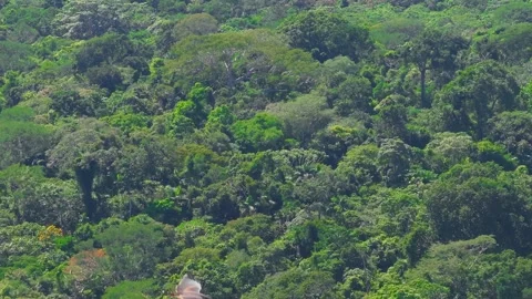 Short-tailed Hawk Close-Up Flying Above Rainforest Canopy in Tambopata, Peru, Stock Footage 314318520