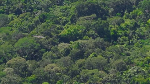 Short-tailed Hawk Flying Low Above Canopy with Blooming Trees in Tambopata, Stock Footage 314318522