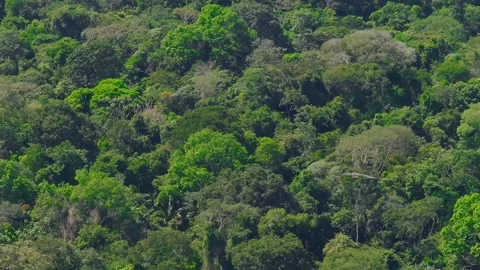 Short-tailed Hawk Gliding Low Above Rainforest Canopy in Tambopata, Peru, Stock Footage 314318474