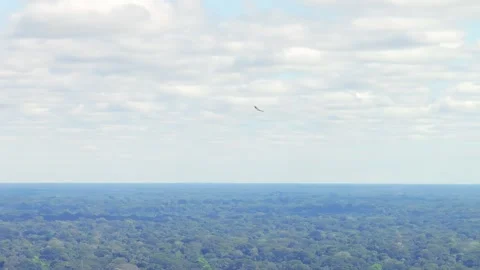 Short-tailed Hawk Soaring High in Thermal Above Amazon Rainforest in Tambopata, Stock Footage 314318515