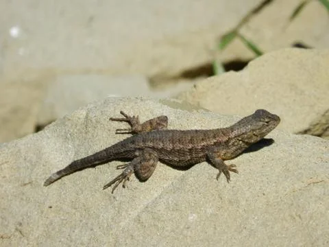 The Short Tailed Lizard Stockfoto's