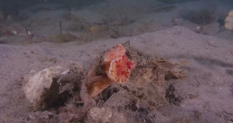 Short-tailed Nudibranch Over Seabed Видео 331972560