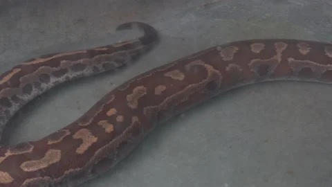 A short-tailed python resting in the Huachipa zoo in the cloudy day in 4K Stockbeeldmateriaal 158245416