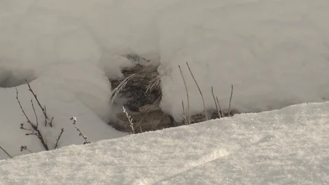 Short-tailed Weasel Ermine Caching Hiding Mouse in Winter Snow White Fur Phase Vídeo Stock 127554278