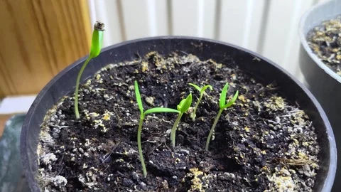Short Timelapse of Growing Pepper Seedlings Stock Footage 327010227