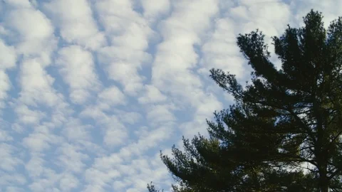 Short timelapse: Parallel bands of Altocumulus clouds scan past a giant tree Stock Footage 100342074