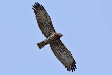 A short toad snake eagle  hovering in sky Stock Photos