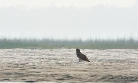 A short toad snake eagle in river bed Foto stock