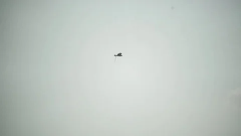 Short-toed Eagle( Circaetus gallicus) carries a snake in the sky Stock Footage 79848342