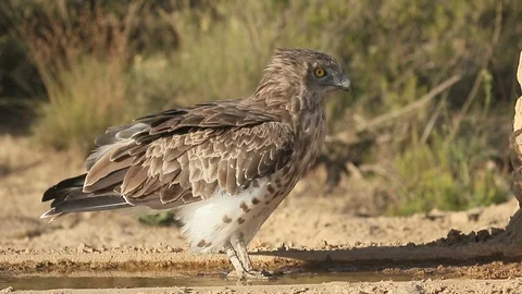 Short-toed eagle, Circaetus gallicus Stock Footage 98315487