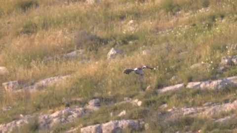 Short toed eagle in flight Stock Footage 110772366