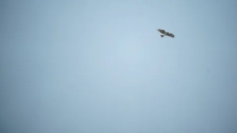 Short-toed Eagle hunts in the sky Stock Footage 79848484
