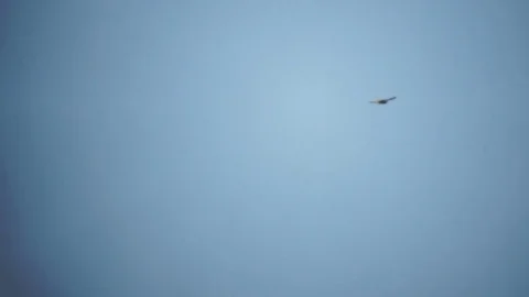 Short-toed Eagle in the sky Stock Footage 79840836