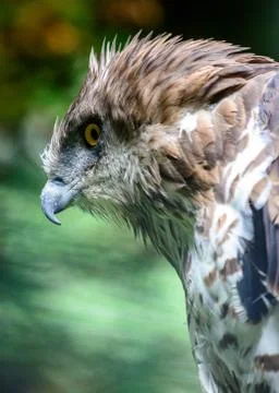 Short toed snake eagl Stock Photos