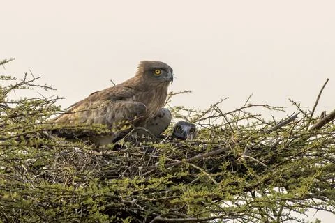 Short-toed Snake Eagle with chick at Bhigwan in Maharashtra, India Fotos de archivo