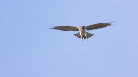 Short-toed snake eagle (Circaetus gallicus), Spain Stock Footage 234291588