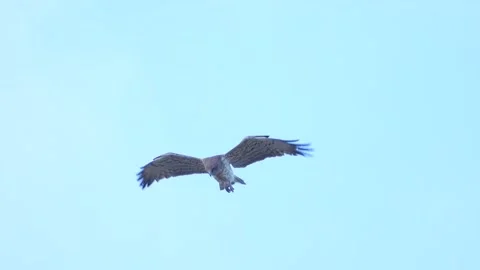 Short-toed snake eagle (Circaetus gallicus), Spain Stock Footage 234292025