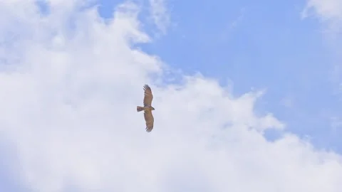 Short-toed snake eagle (Circaetus gallicus) glides swiftly Stock Footage 316224999
