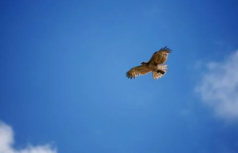 Short-toed Snake Eagle -Circaetus gallicus Foto stock