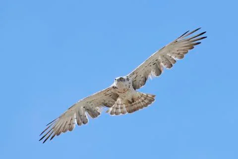 Short-toed snake eagle (Circaetus gallicus) Stock Photos