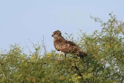 Short toed snake eagle, Circaetus gallicus, Blackbuck National Park, Velava.. Stock Photos