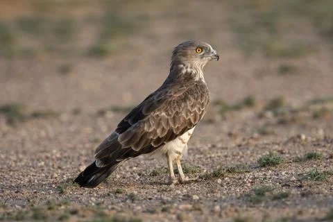 Short-toed snake eagle, Circaetus gallicus, Desert National Park, Rajasthan.. Stock-Fotos