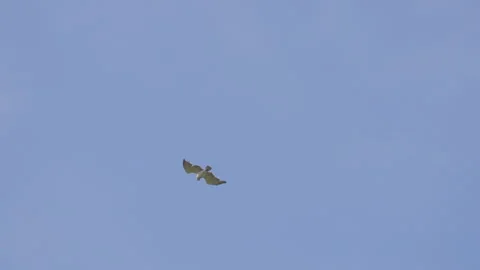 Short-toed Snake Eagle in flight Stock Footage 280129969
