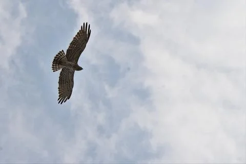 Short toed snake eagle in flight with wide open wings Stock Photos