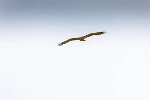 Short-toed snake eagle flying in the blue sky, looking for its prey, in Evros Stock Photos