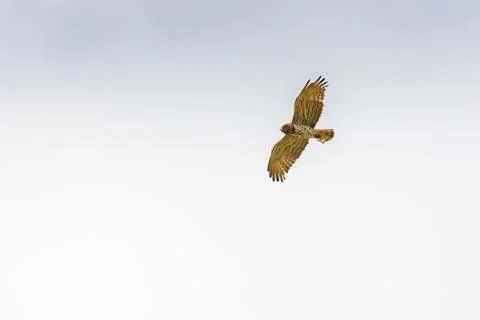 Short-toed snake eagle flying in the sky while looking for its prey in Evros  Foto stock