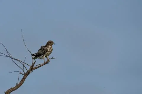 Short toed Snake Eagle in Grass land of Bhigwan Foto stock