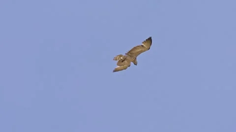 Short-toed snake eagle hovers in the air, searching for snakes on the ground Stock Footage 316226653