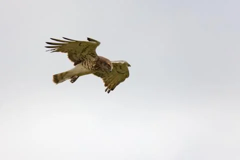 Short-toed snake eagle looking for its prey in Lake Ismarida, Rodopi, Greece Stock Photos