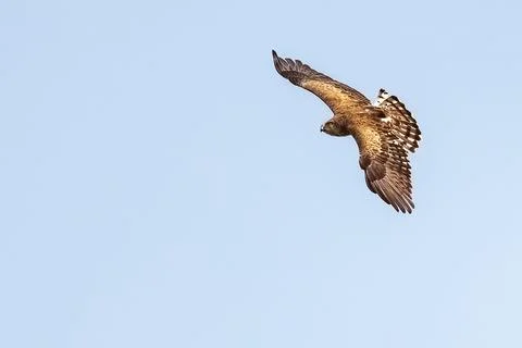 Short-toed snake eagle or Circaetus gallicus open wings flying position in Dadia Foto stock