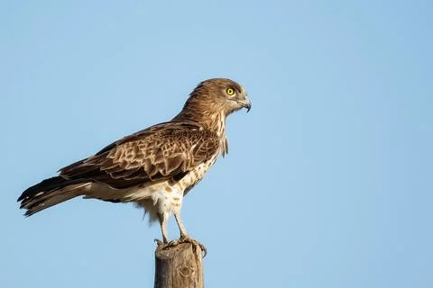 Short-toed snake eagle or Circaetus gallicus sitting position in Dadia forest Foto stock