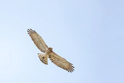 Short-toed snake eagle or Circaetus gallicus open wings flying position in Dadia Foto stock