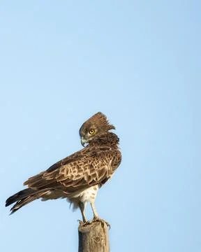 Short-toed snake eagle or Circaetus gallicus sitting position in Dadia forest Foto stock
