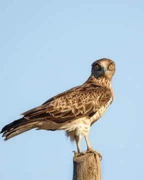 Short-toed snake eagle or Circaetus gallicus sitting position in Dadia forest Foto stock