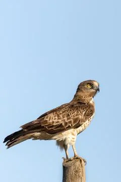 Short-toed snake eagle or Circaetus gallicus sitting position in Dadia forest Stock Photos