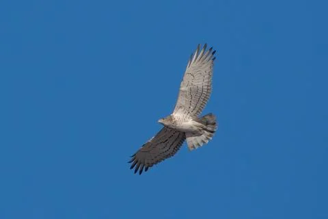 Short-toed snake eagle or Circaetus gallicus at Jorbeer carcass dump in India Stock Photos