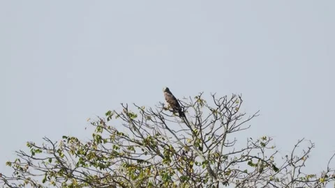 Short-toed Snake Eagle  perched in tree Stock Footage 330050983