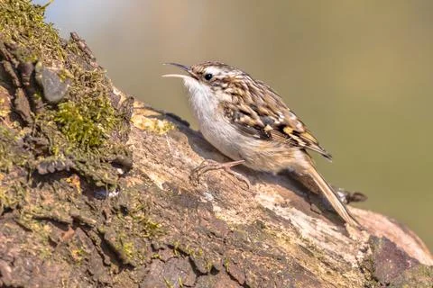 Short-toed treecreeper foraging on tree trunk in forest Stock Photos