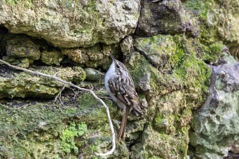 Short-toed treecreeper foraging on a tree trunk, Casa de Campo, Madrid, Spain Stock Photos