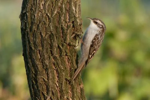 Short-toed Treecreeper, a tree bird Stock Photos
