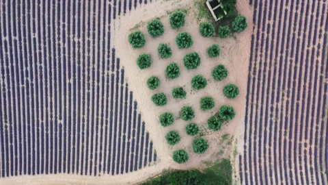 Short top down drone flight of lavender fields with trees Stock Footage 255658338