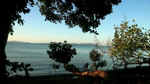 Short tree by the beach #1 Stock Footage 201031201