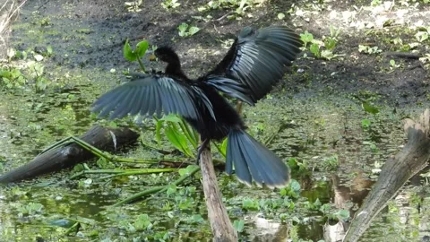 A short video of an Anhinga in the swamp, sunning its beautiful wings Stock Footage 340368930